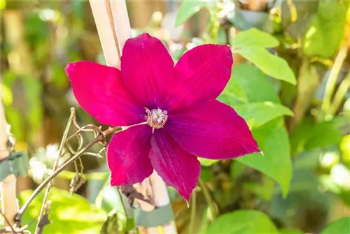 Waldrebe 'Rouge Cardinal' - Clematis 'Rouge Cardinal'