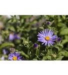 Garten-Sommer-Aster - Aster amellus 'Dr Otto Petscheck'