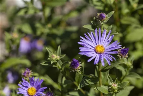 Garten-Sommer-Aster - Aster amellus 'Dr Otto Petscheck'