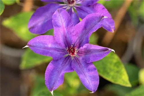 Waldrebe 'The President' - Clematis 'The President'