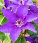 Waldrebe 'The President' - Clematis 'The President'