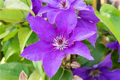 Waldrebe 'The President' - Clematis 'The President'