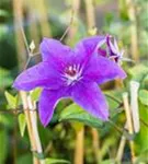 Waldrebe 'The President' - Clematis 'The President'