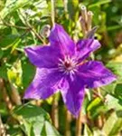 Waldrebe 'The President' - Clematis 'The President'