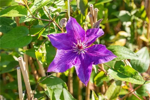 Waldrebe 'The President' - Clematis 'The President'