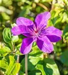 Waldrebe 'The President' - Clematis 'The President'