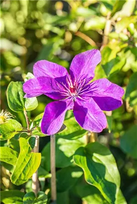 Waldrebe 'The President' - Clematis 'The President'