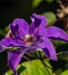 Waldrebe 'The President' - Clematis 'The President'