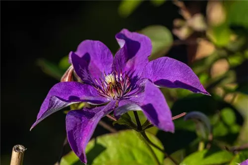 Waldrebe 'The President' - Clematis 'The President'