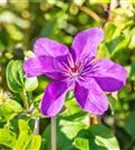 Waldrebe 'The President' - Clematis 'The President'