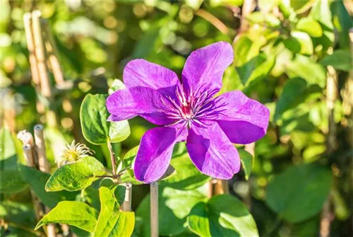 Waldrebe 'The President' - Clematis 'The President'