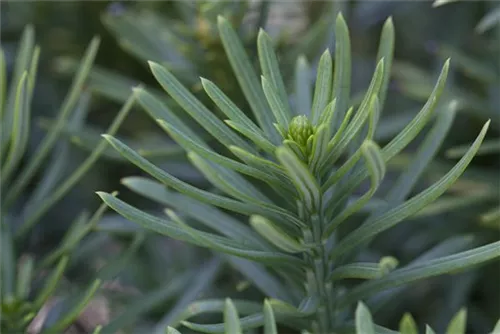 Harringtons Säulen-Kopfeibe - Cephalotaxus harringtonii 'Fastigiata'