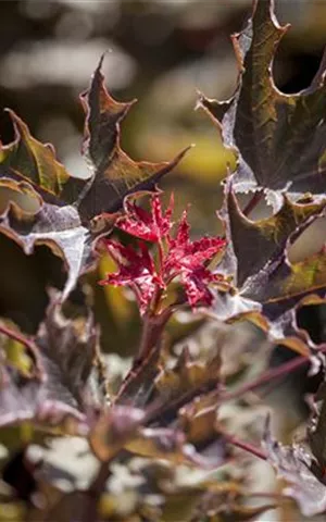 Acer platanoides 'Deborah'