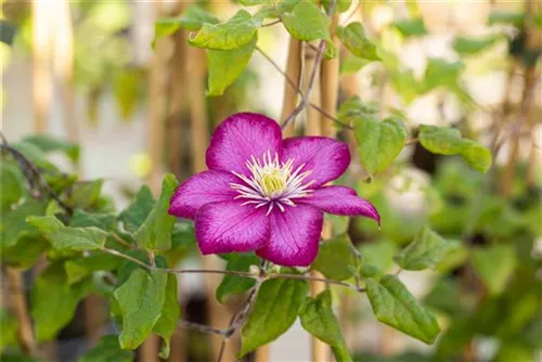 Waldrebe 'Ville de Lyon' - Clematis 'Ville de Lyon'