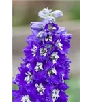 Hoher Garten-Rittersporn - Delphinium x elatum 'Lanzenträger'