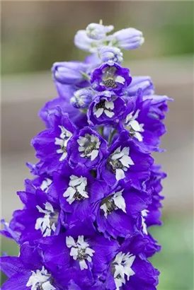 Hoher Garten-Rittersporn - Delphinium x elatum 'Lanzenträger'