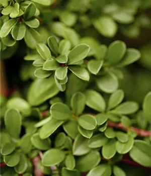 Cotoneaster dammeri 'Frieder's Evergreen'