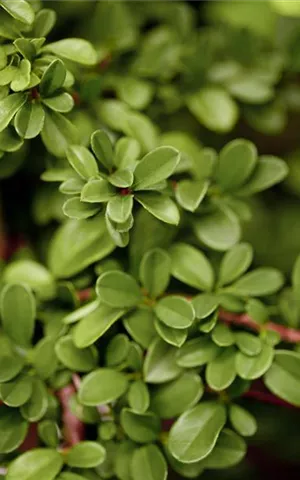 Cotoneaster dammeri 'Frieder's Evergreen'