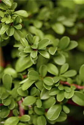 Kleinblättrige Kriechmispel - Cotoneaster dammeri 'Frieder's Evergreen'