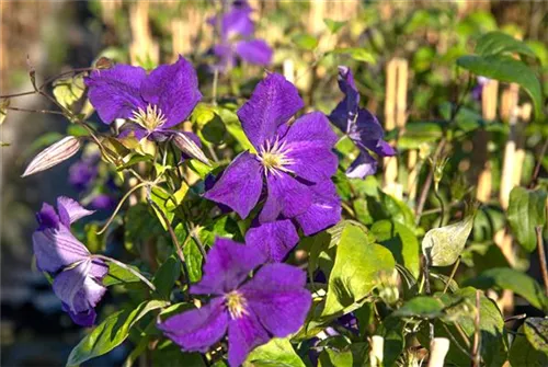 Waldrebe 'Warszawska Nike' - Clematis 'Warszawska Nike'