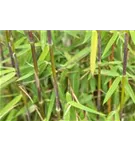 Schwarzrohrbambus 'Boryana' - Phyllostachys nigra 'Boryana'