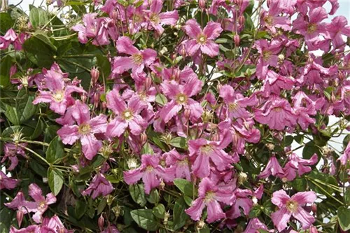 Berg-Waldrebe 'Broughton Star' - Clematis montana 'Broughton Star'