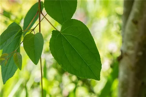 Judasblattbaum - Cercidiphyllum japonicum