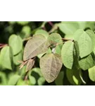 Judasblattbaum - Cercidiphyllum japonicum