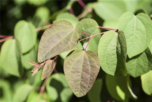 Judasblattbaum - Cercidiphyllum japonicum