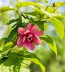 Gewürzstrauch floridus - Calycanthus floridus