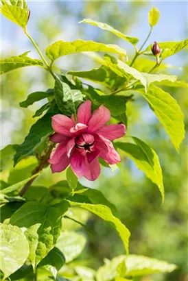 Gewürzstrauch floridus - Calycanthus floridus