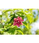 Gewürzstrauch floridus - Calycanthus floridus