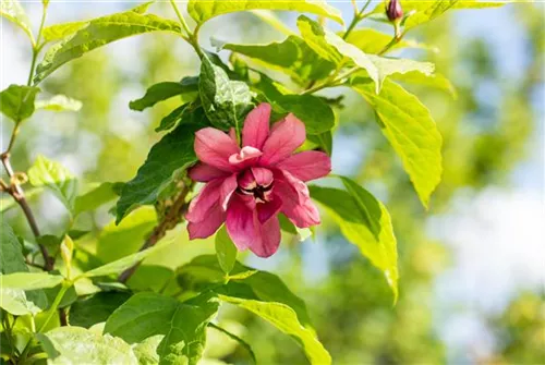 Gewürzstrauch floridus - Calycanthus floridus