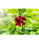 Gewürzstrauch floridus - Calycanthus floridus