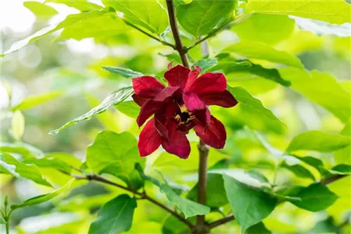 Gewürzstrauch floridus - Calycanthus floridus