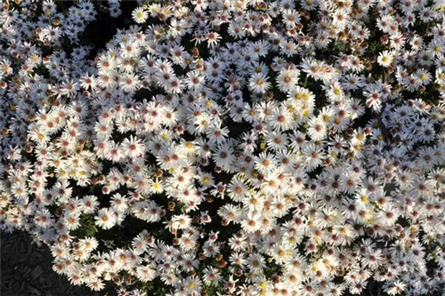 Garten-Kissen-Aster - Aster dumosus 'Kristina'