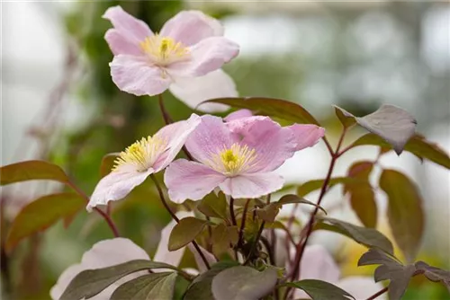 Berg-Waldrebe 'Elizabeth' - Clematis montana 'Elizabeth'