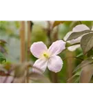 Berg-Waldrebe 'Fragrant Spring' - Clematis montana 'Fragrant Spring'