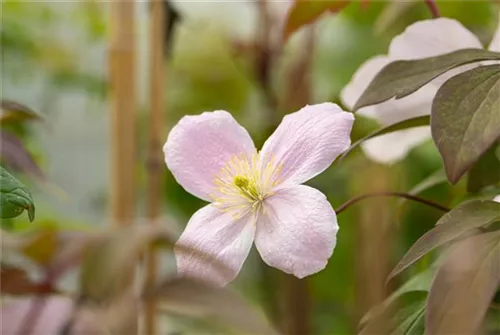 Berg-Waldrebe 'Tetrarose' - Clematis montana 'Tetrarose'