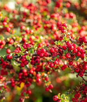 Cotoneaster horizontalis