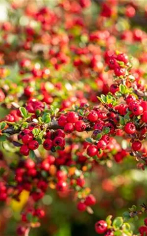 Cotoneaster horizontalis