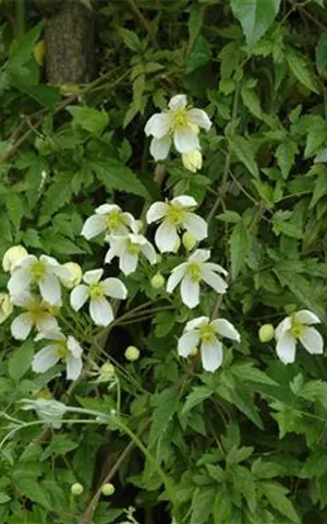 Clematis montana 'Grandiflora'