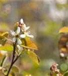 Synonym - Amelanchier ovalis