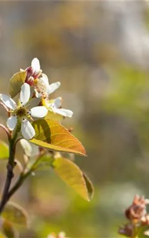 Amelanchier ovalis