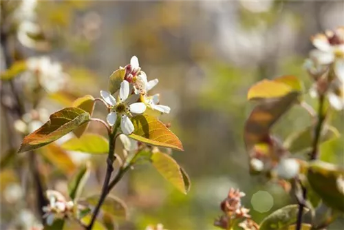 Synonym - Amelanchier ovalis