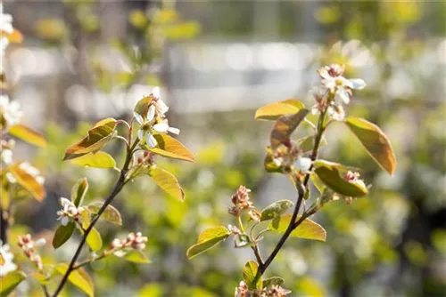 Synonym - Amelanchier ovalis