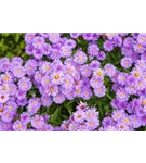 Garten-Kissen-Aster - Aster dumosus 'Herbstpurzel'