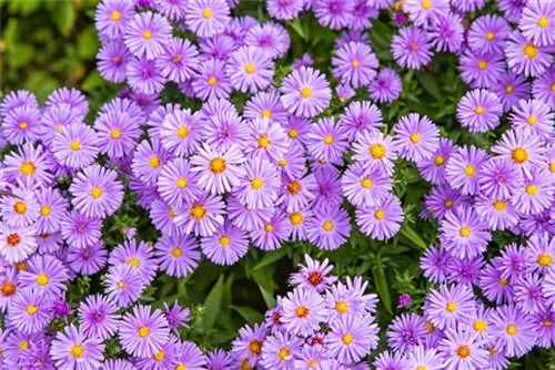 Garten-Kissen-Aster - Aster dumosus 'Herbstpurzel'