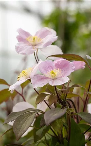 Clematis montana 'Mayleen'