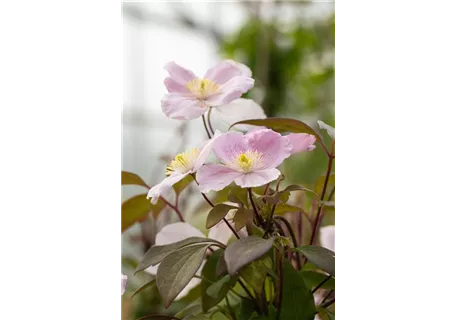 Clematis montana 'Mayleen' - Berg-Waldrebe 'Mayleen'